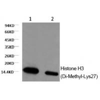 Histone H3 (Di-Methyl-Lys27) Monoclonal Antibody