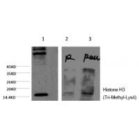 Histone H3 (Tri-Methyl-Lys4) Monoclonal Antibody