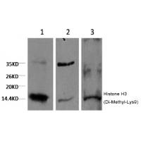 Histone H3 (Di-Methyl-Lys9) Monoclonal Antibody