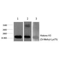 Histone H3 (Di-Methyl-Lys79) Monoclonal Antibody
