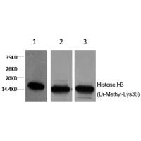 Histone H3 (Di-Methyl-Lys36) Monoclonal Antibody