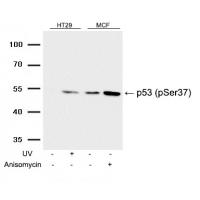 p53(Phospho-Ser37) Antibody