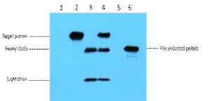 Myc-Tag Monoclonal Antibody(3E8)