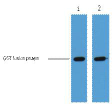 GST-Tag Monoclonal Antibody(1B10)