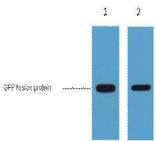 GFP-Tag Monoclonal Antibody(1G6)