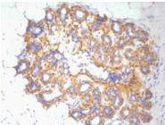 β-actin Monoclonal Antibody(5B7)