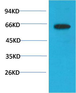 Phospho-Akt (S473) Mouse Monoclonal Antibody(6F8)