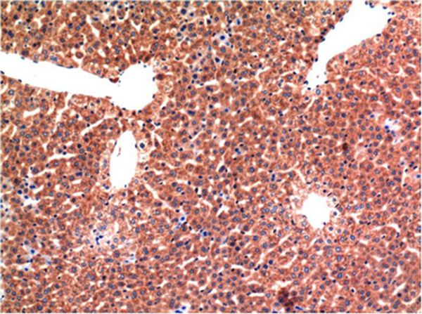 Caspase-3 Mouse Monoclonal Antibody(5H10)