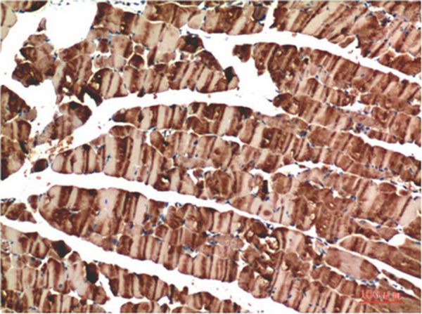 Muscle actin Mouse Monoclonal Antibody(4G10)