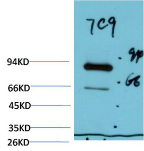 Luciferase Mouse Monoclonal Antibody(7C9)