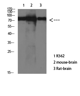 Tau Mouse Monoclonal Antibody(10E3)