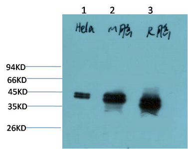 ERK1/2 Mouse Monoclonal Antibody(1H4)