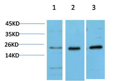 HP-1α Mouse Monoclonal Antibody(5E3)
