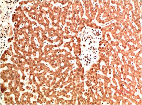 Collagen IV Mouse Monoclonal Antibody(9A7)