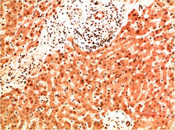 Collagen IV Mouse Monoclonal Antibody(8G3)