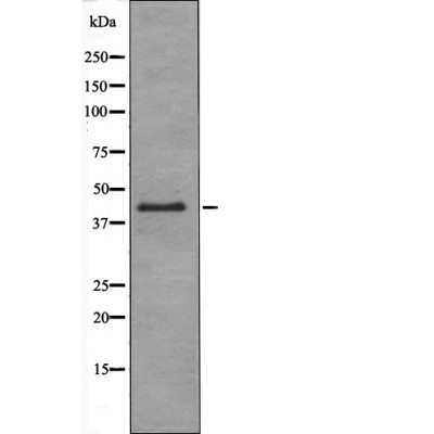 RAD9 (Phospho-Ser272) Antibody