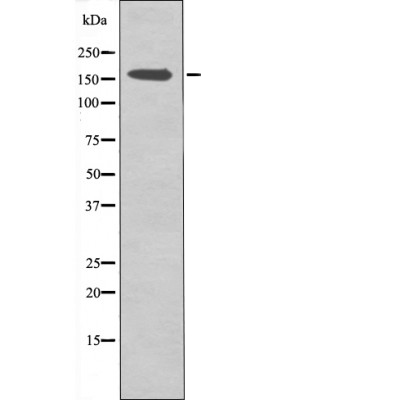 CFTR (Phospho-Ser737) Antibody