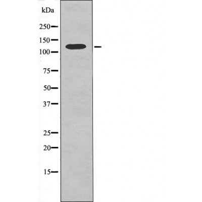 Kinesin-like Protein KIF1C (Phospho-Ser1092) Antibody