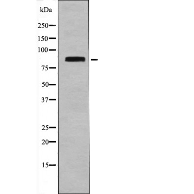 STAT4 (Phospho-Ser721) Antibody