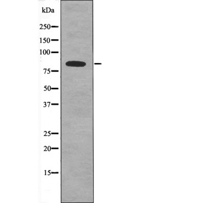 SIK (Phospho-Thr182) Antibody