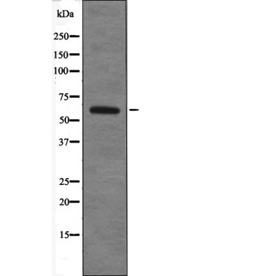 TRF2 (Phospho-Thr188) Antibody