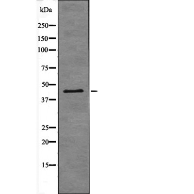 Connexin 43 (Phospho-Ser282) Antibody