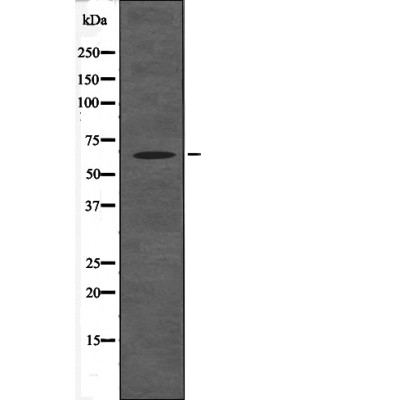 BAG3 (Phospho-Tyr457) Antibody