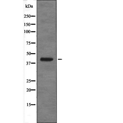 XPA (Phospho-Ser196) Antibody