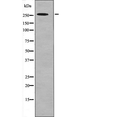 POLR2A (Phospho-Ser1616) Antibody