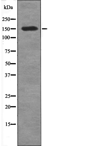 CD45 (Phospho-Tyr1216) Antibody