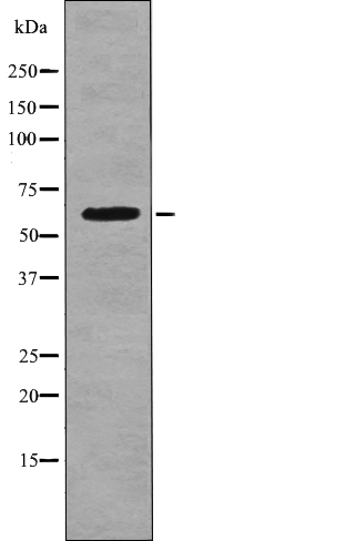 CD19 (Phospho-Tyr500) Antibody