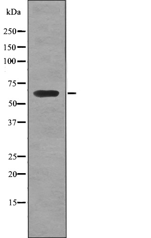 PTRF (Phospho-Tyr156) Antibody