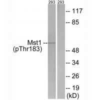 Mst1 (Phospho-Thr183) Antibody