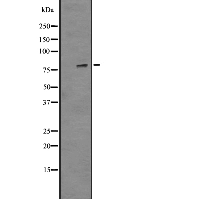HSF1 (Phospho-Ser326) Antibody