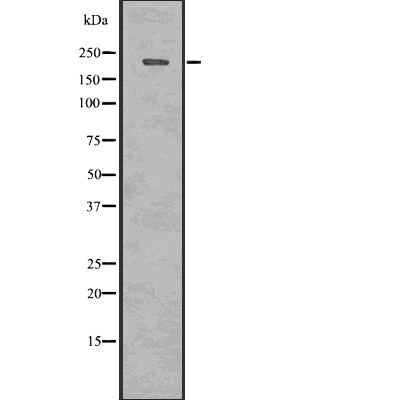 53BP1 (Phospho-Thr543) Antibody