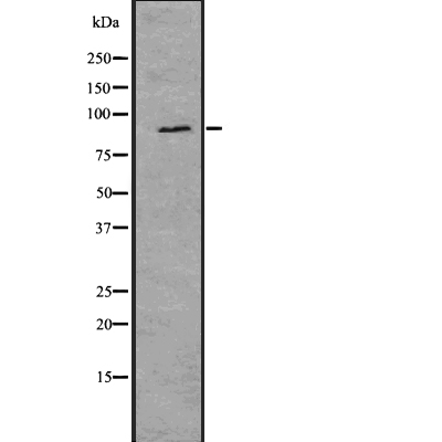 RSK1 p90 (Phospho-Ser380)  Antibody