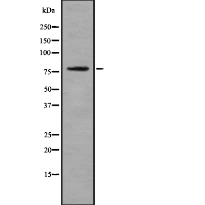 JIP1 (Phospho-Thr103) Antibody