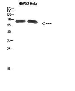 NOP56 Polyclonal Antibody