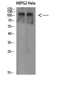 NLRX1 Polyclonal Antibody