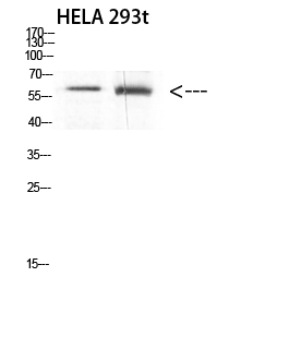 c-Rel Polyclonal Antibody