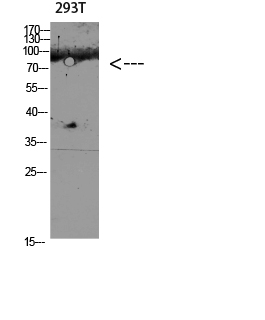 CD168 Polyclonal Antibody