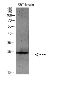 IL-19 Polyclonal Antibody