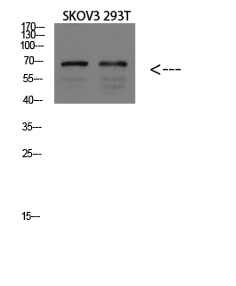 GADD34 Polyclonal Antibody