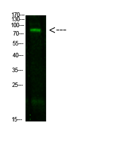 CD22 Polyclonal Antibody