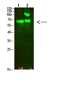 COL13A1 Polyclonal Antibody