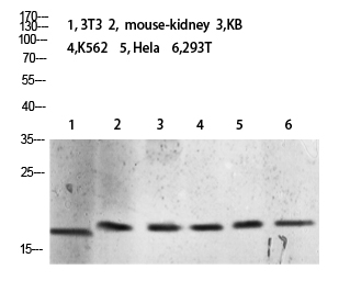 Tri-Methyl-Histone H3 (K10) Polyclonal Antibody