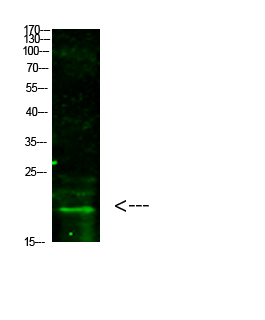 Histone H3 (Tri-Methyl-K5) Polyclonal Antibody