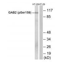 GAB2 (Phospho-Ser159) Antibody