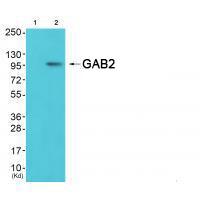 GAB2(Ab-159) Antibody
