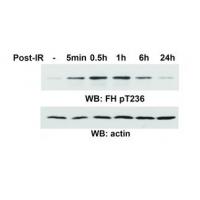 FH (Phospho-Thr236) Antibody